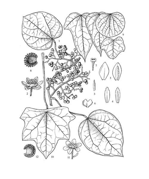 Natural compounds from  Menispermum dauricum